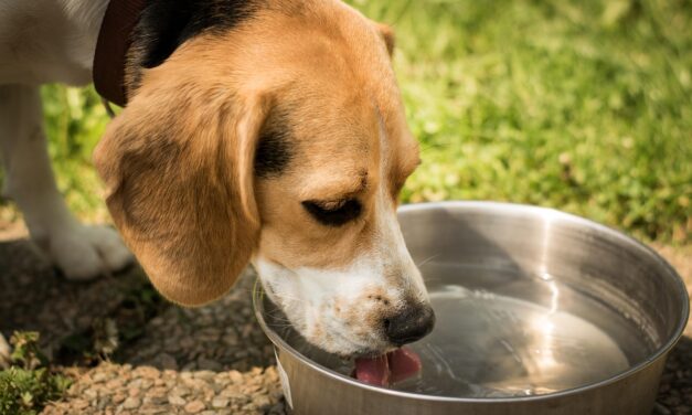 Protect Pets in Extreme Heat