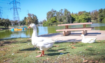 Family Camping At Whittier Narrows