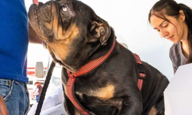 Mobile Vaccine Clinic at Longo Toyota