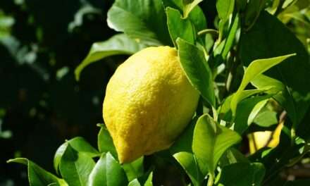 Protecting Community Citrus Trees During State Emergency