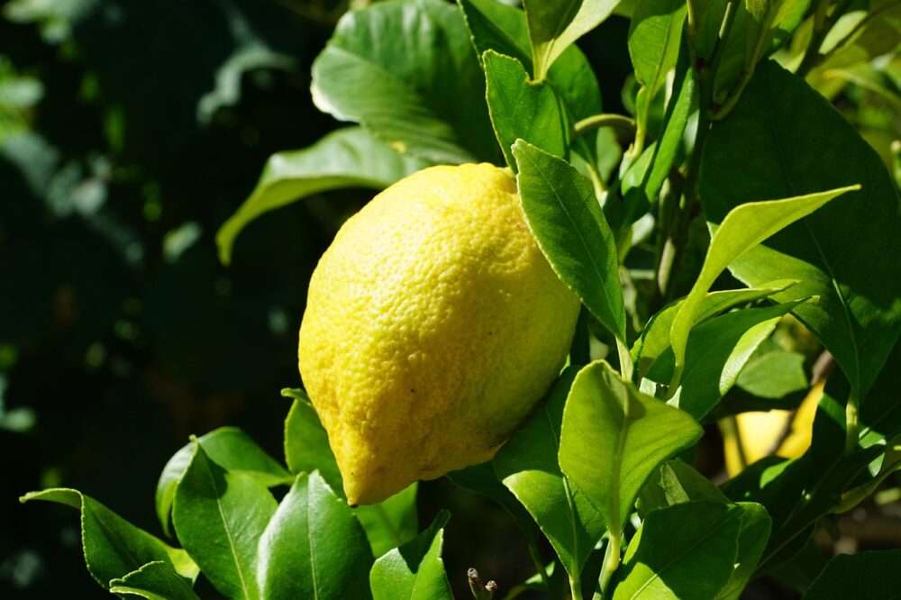 Photo by photosforyou lemon, citrus, tree, citrus fruits, nature, mediterranean, southern